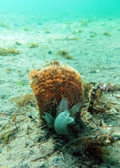 Pinna nobilis