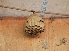 Polistes tenebricosus