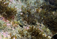 Salaria pavo