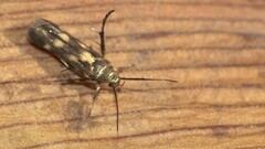 Eretmocera impactella