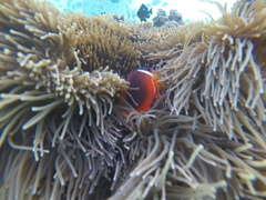 Amphiprion barberi