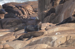 Arctocephalus australis