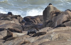 Arctocephalus australis