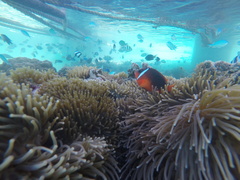 Amphiprion barberi