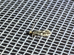 Monopis dorsistrigella