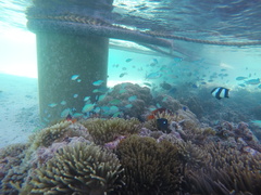 Amphiprion barberi