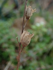 Linaria vulgaris
