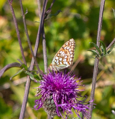 Argynnis