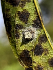 Eriovixia