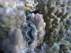 Tridacna maxima