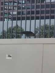 Quiscalus mexicanus