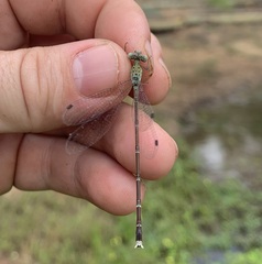 Lestes uncifer