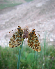 Allium atrosanguineum