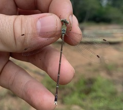Lestes uncifer