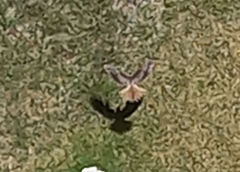 Falco sparverius