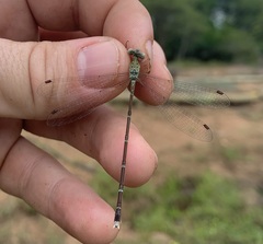 Lestes uncifer