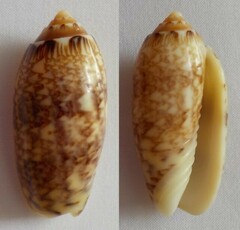 Oliva reticularis
