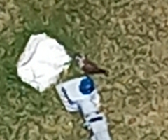 Falco sparverius