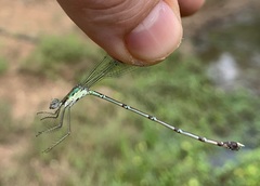 Lestes uncifer