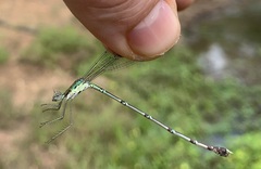 Lestes uncifer