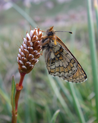 Allium atrosanguineum