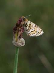 Allium atrosanguineum