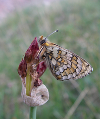 Allium atrosanguineum