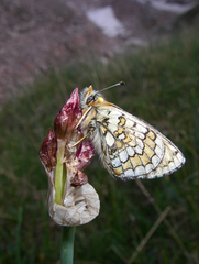 Allium atrosanguineum