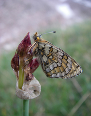 Allium atrosanguineum