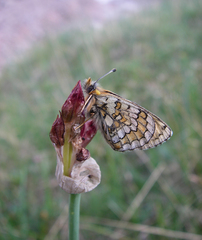 Allium atrosanguineum