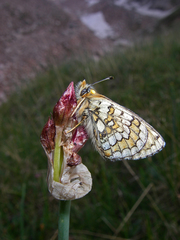 Allium atrosanguineum