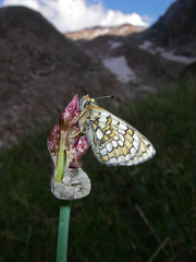 Allium atrosanguineum