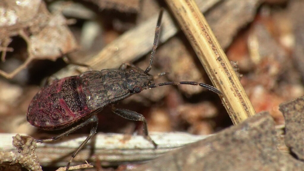 dirt-colored-seed-bugs-from-dharavi-mumbai-maharashtra-india-on