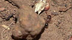 Tetramorium lanuginosum