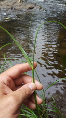 Cyperus expansus