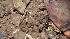 Tetramorium lanuginosum