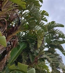 Strelitzia alba