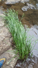 Cyperus expansus