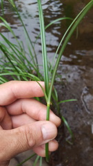 Cyperus expansus