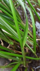 Cyperus expansus