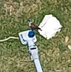 Falco sparverius