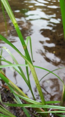 Cyperus expansus