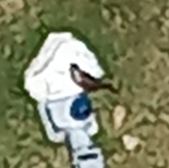 Falco sparverius