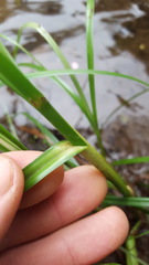 Cyperus expansus