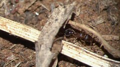 Tetramorium lanuginosum