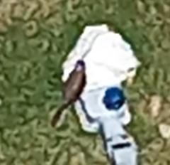 Falco sparverius