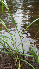 Cyperus expansus
