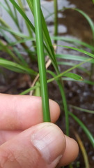 Cyperus expansus