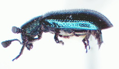 Necrobia violacea