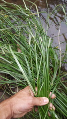 Cyperus expansus